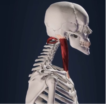 Anatomische weergave van het menselijk skelet met focus op nekspieren die hoofdpijn kunnen veroorzaken door slechte